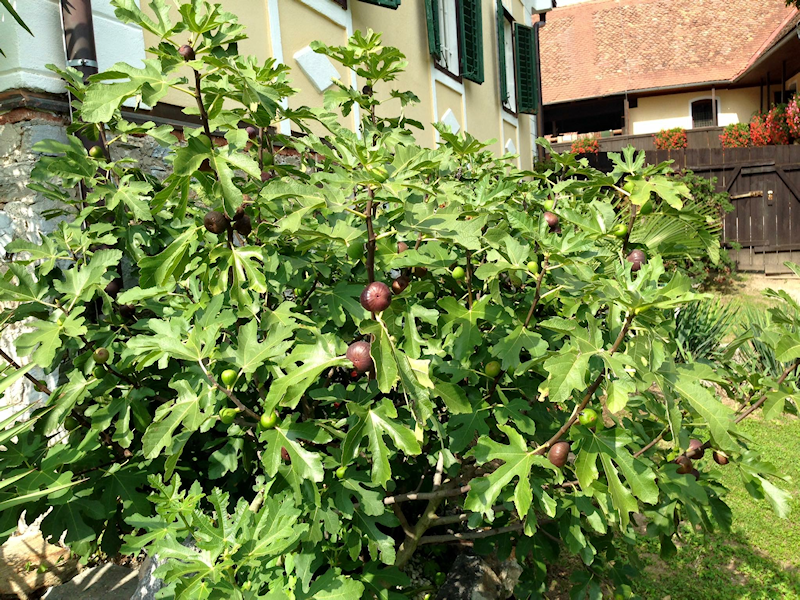 Feigenbaum Ficus Sultane schwarze Julifeige Noire de Juillet Feige ca 50-60 cm 